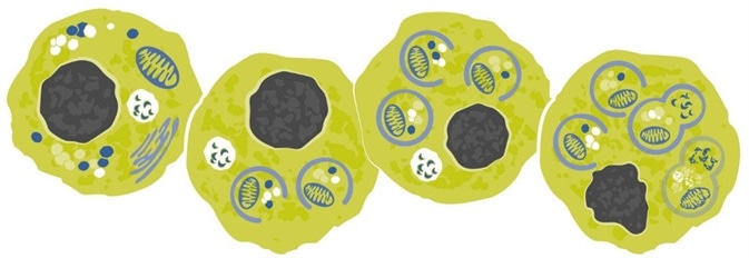 An Overview of Autophagy